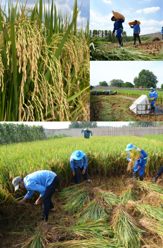 Binh Duong Coi Voi Fertilizer
